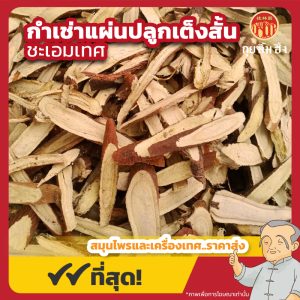 กำเช่าแผ่นปลูก เต็งสั้น (ชะเอมเทศ) 甘草片 ขนาด 1 กิโลกรัม