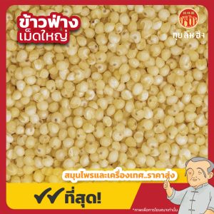 ข้าวฟ่างเม็ดใหญ่ (Millet) 高粱 ขนาด 1 กิโลกรัม