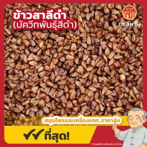 ข้าวสาลีสีดำ (ฺBlack Buckwheat) ชาข้าวสาลีดำ ขนาด 250 กรัม