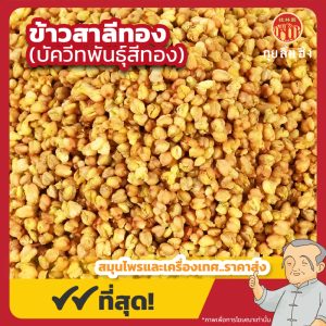 ข้าวสาลีสีทอง (Golden Buckwheat) ชาข้าวสาลีทอง ขนาด 250 กรัม