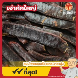 เจ่ากักใหญ่ 大皂角 ขนาด 1 กิโลกรัม