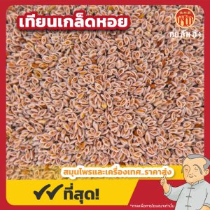 เทียนเกล็ดหอย (Psyllium) 洋车前子 ขนาด 1 กิโลกรัม