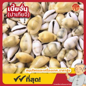 เบี้ยจั่น (ปาเกียจี้) 黄宝螺 ขนาด 1 กิโลกรัม