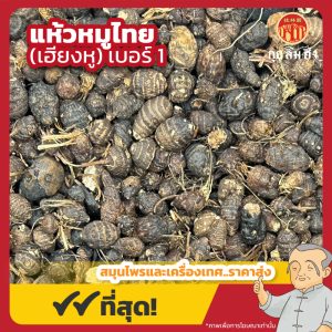 แห้วหมูไทย เบอร์ 1 (เฮียงหู) 香附 ขนาด 1 กิโลกรัม