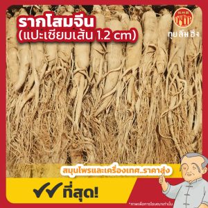รากโสมจีน 1.2 cm. (แปะเซียมเส้นกลาง) 白參 ขนาด 1 กิโลกรัม