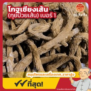 โกฐเชียงเส้นใหญ่ เบอร์ 1 (กุยบ๊วยเส้น) 当归尾 ขนาด 1 กิโลกรัม