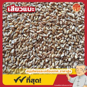 เสียวแบะ (พู่เสียวแบะ) 浮小麦 ขนาด 1 กิโลกรัม